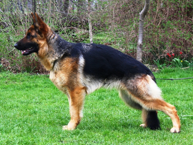 Varina